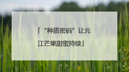 “种质密码”让元江芒果甜蜜持续