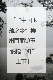 “中国玉藕之乡”柳州百朋镇玉藕抢“鲜”上市
