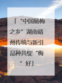 “中国杨梅之乡”湖南靖州传统与新引品种共绽“梅”好