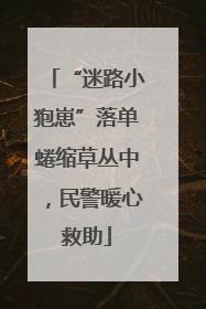 “迷路小狍崽”落单蜷缩草丛中，民警暖心救助
