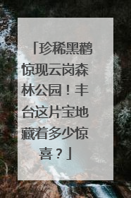 珍稀黑鹳惊现云岗森林公园！丰台这片宝地藏着多少惊喜？