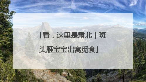 看，这里是肃北｜斑头雁宝宝出窝觅食