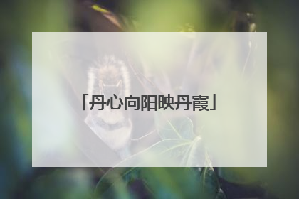 丹心向阳映丹霞