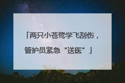 两只小苍鹭学飞刮伤，管护员紧急“送医”