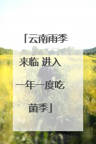 云南雨季来临 进入一年一度吃菌季