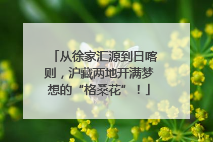 从徐家汇源到日喀则，沪藏两地开满梦想的“格桑花”！