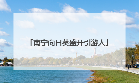 南宁向日葵盛开引游人