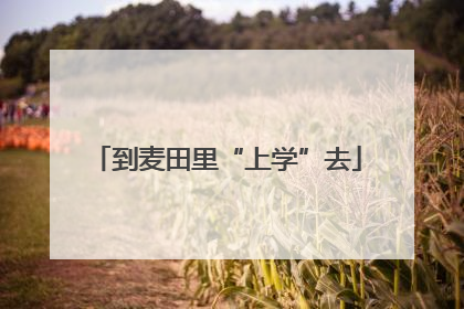到麦田里“上学”去