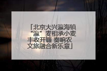 北京大兴瀛海镇“瀛”麦相承小麦丰收开镰 奏响农文旅融合新乐章
