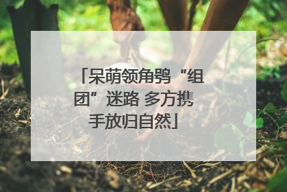 呆萌领角鸮“组团”迷路 多方携手放归自然