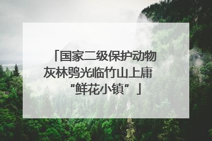 国家二级保护动物灰林鸮光临竹山上庸“鲜花小镇”