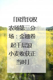 国营民权农场第三分场：金穗卷起千层浪 小麦收获正当时