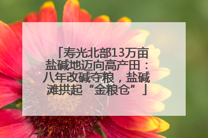 寿光北部13万亩盐碱地迈向高产田：八年改碱夺粮，盐碱滩拱起“金粮仓”