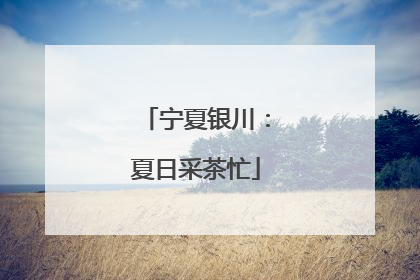 宁夏银川：夏日采茶忙