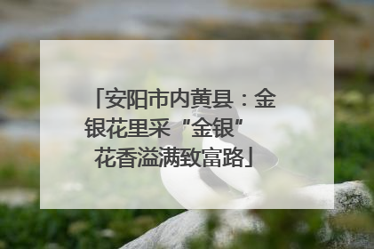 安阳市内黄县：金银花里采“金银” 花香溢满致富路