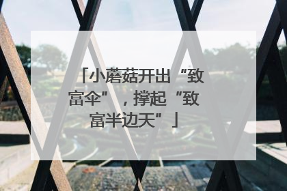 小蘑菇开出“致富伞”，撑起“致富半边天”