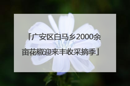 广安区白马乡2000余亩花椒迎来丰收采摘季