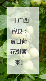 广西容县：夏日荷花引客来