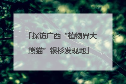 探访广西“植物界大熊猫”银杉发现地