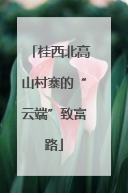 桂西北高山村寨的“云端”致富路