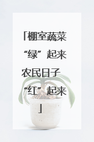 棚室蔬菜“绿”起来 农民日子“红”起来