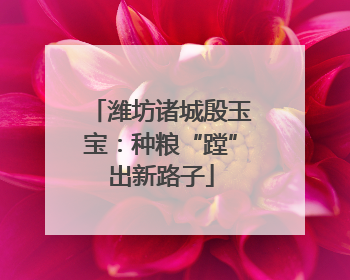 潍坊诸城殷玉宝：种粮“蹚”出新路子