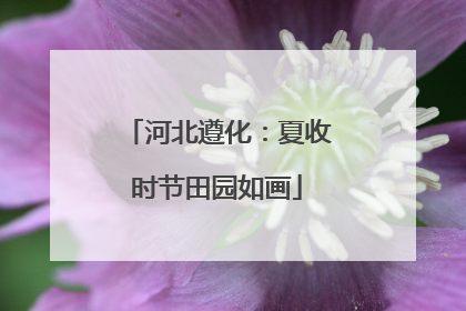 河北遵化：夏收时节田园如画