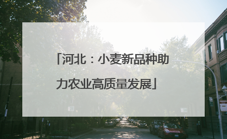 河北：小麦新品种助力农业高质量发展
