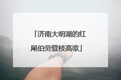 济南大明湖的红尾伯劳登枝高歌