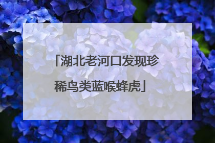 湖北老河口发现珍稀鸟类蓝喉蜂虎
