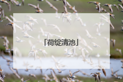 荷绽清池
