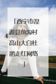 西宁市湟源县前沟村高山大白杜鹃走红网络