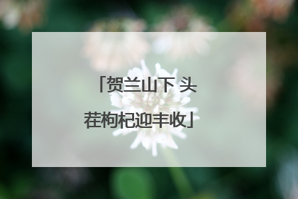 贺兰山下 头茬枸杞迎丰收