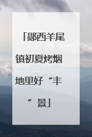 郧西羊尾镇初夏烤烟地里好“丰”景