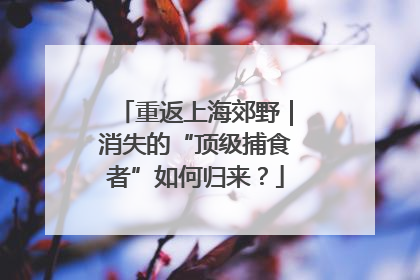 重返上海郊野｜消失的“顶级捕食者”如何归来？