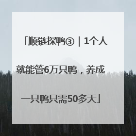 顺链探鸭③｜1个人就能管6万只鸭，养成一只鸭只需50多天