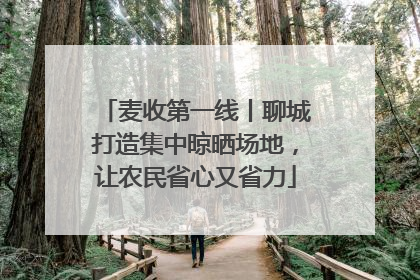 麦收第一线丨聊城打造集中晾晒场地，让农民省心又省力