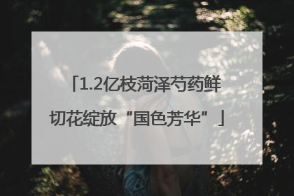 1.2亿枝菏泽芍药鲜切花绽放“国色芳华”