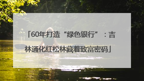 60年打造“绿色银行”：吉林通化红松林藏着致富密码